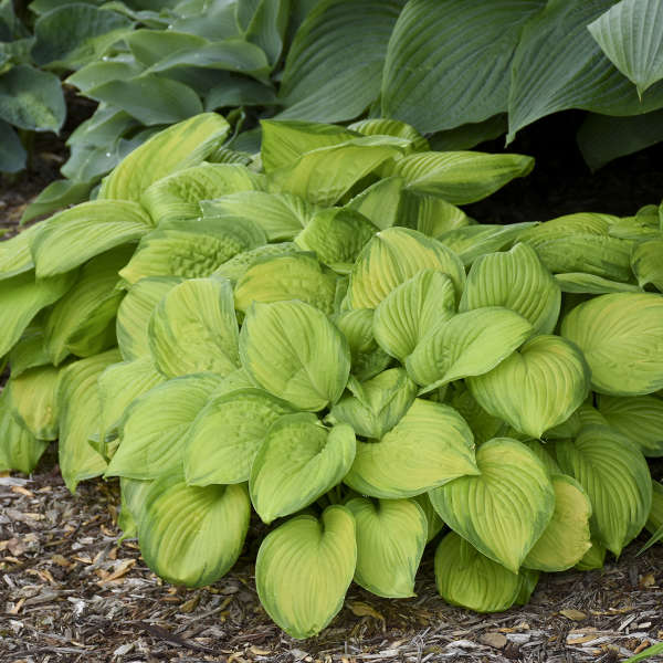 Stained Glass' Hosta | Creekside Champions™ - Image 4