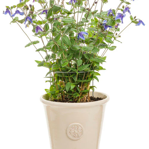 Stand by Me' Bush Clematis | Proven Winners® - Image 3