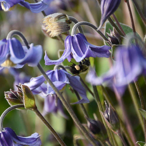 Stand by Me' Bush Clematis | Proven Winners® - Image 4