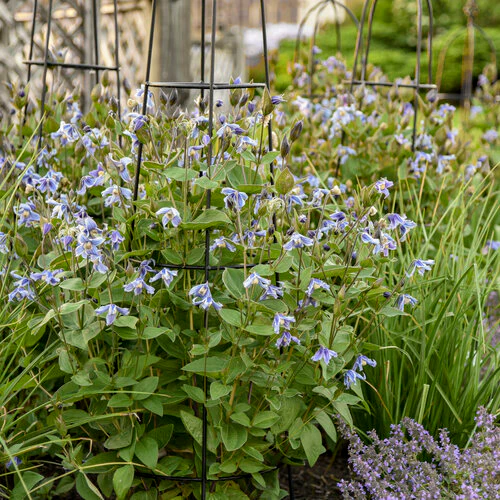 Stand by Me' Bush Clematis | Proven Winners® - Image 5