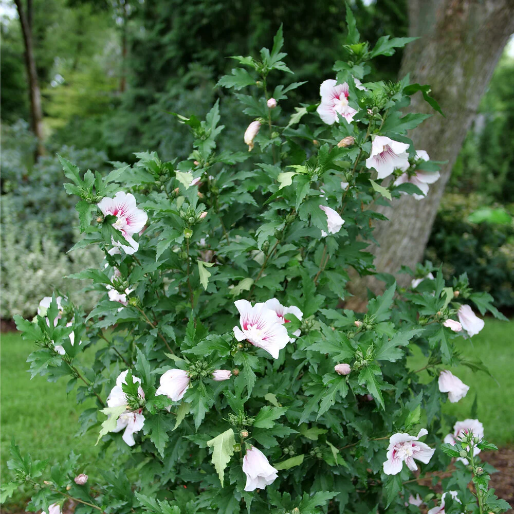 Starblast CHIFFON® Rose of Sharon | Proven Winners®