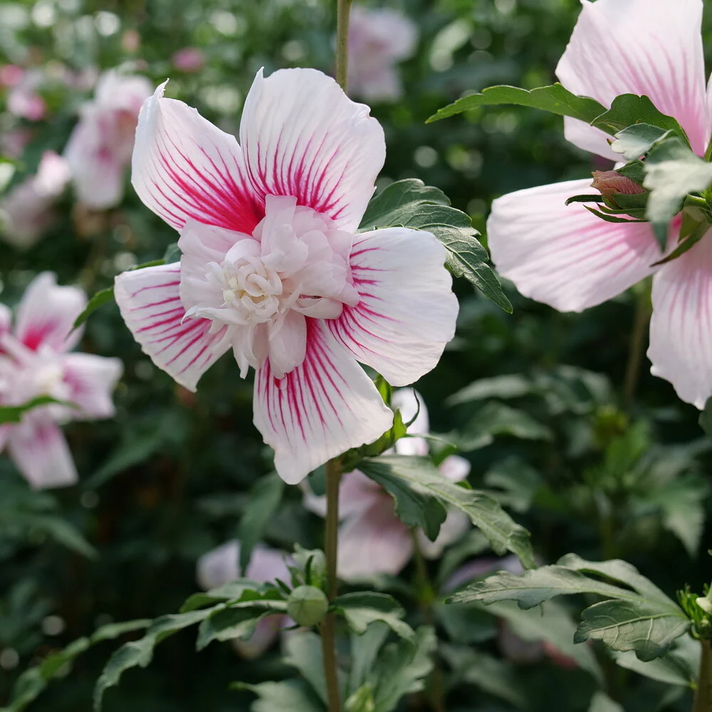 Starblast CHIFFON® Rose of Sharon | Proven Winners® - Image 2