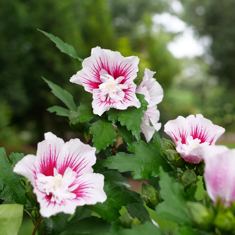 Starblast CHIFFON® Rose of Sharon | Proven Winners® - Image 3
