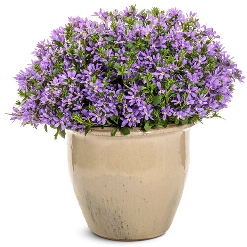 Stardiva® Blue scaevola | Proven Winners® - Image 2