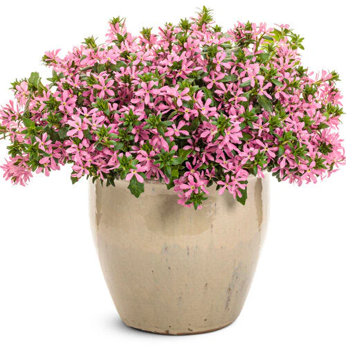 Stardiva® Pink scaevola | Proven Winners® - Image 2