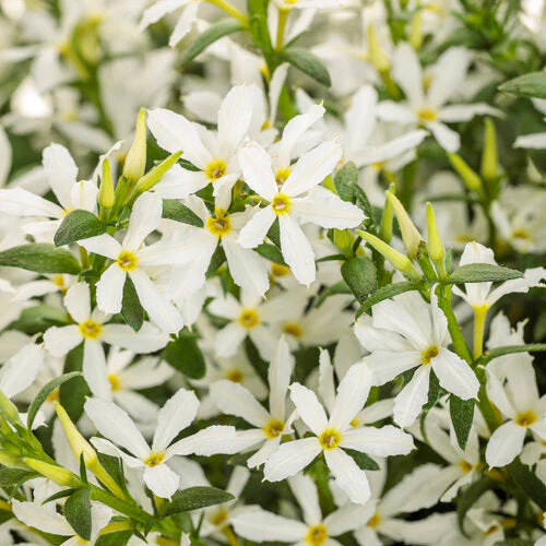 Stardiva® White scaevola | Proven Winners®