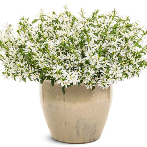 Stardiva® White scaevola | Proven Winners® - Image 2