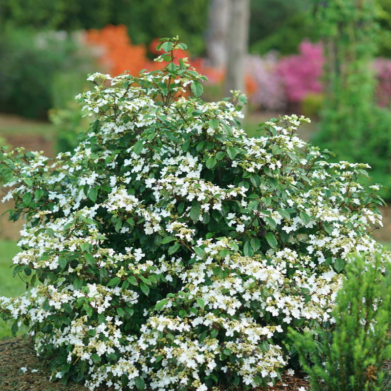 STEADY EDDY® Viburnum - Doublefile | Proven Winners®