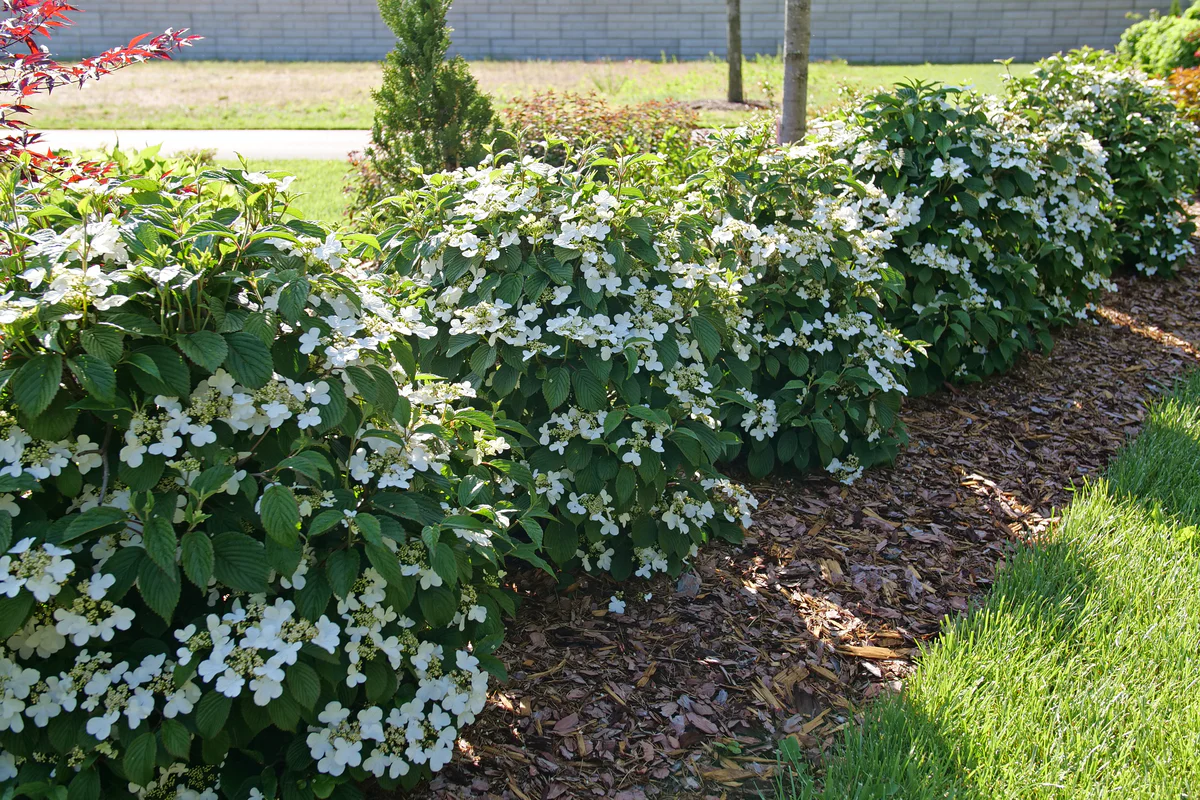 STEADY EDDY® Viburnum - Doublefile | Proven Winners® - Image 2