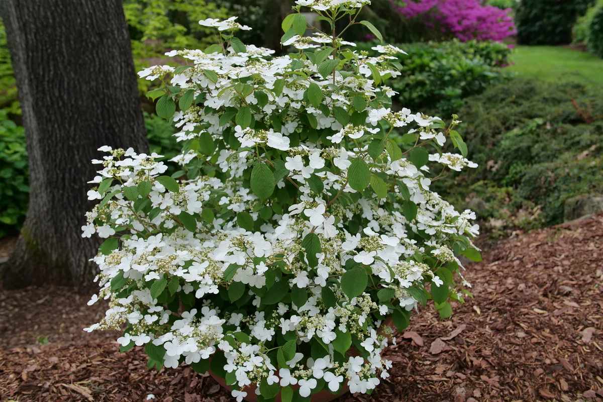 STEADY EDDY® Viburnum - Doublefile | Proven Winners® - Image 3
