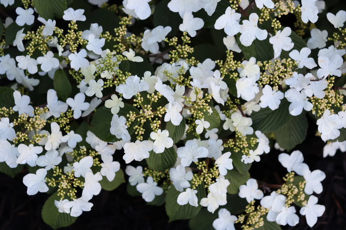 STEADY EDDY® Viburnum - Doublefile | Proven Winners® - Image 4