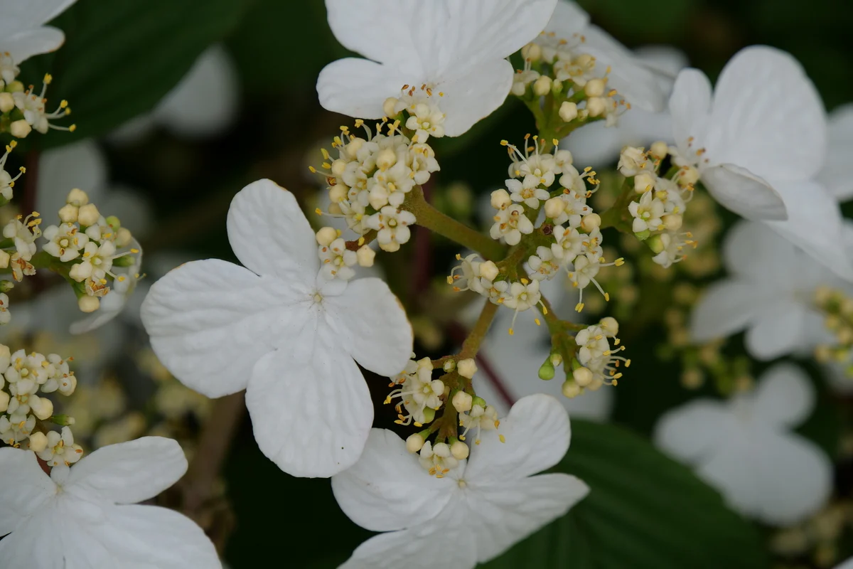 STEADY EDDY® Viburnum - Doublefile | Proven Winners® - Image 5