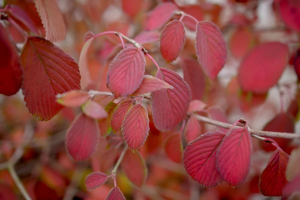 STEADY EDDY® Viburnum - Doublefile | Proven Winners® - Image 6