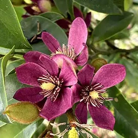 Stellar Ruby' Magnolia