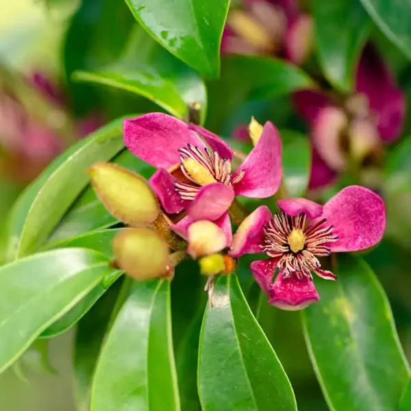 Stellar Ruby' Magnolia - Image 3