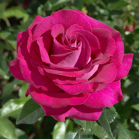 Stiletto™ Rose | Star® Roses