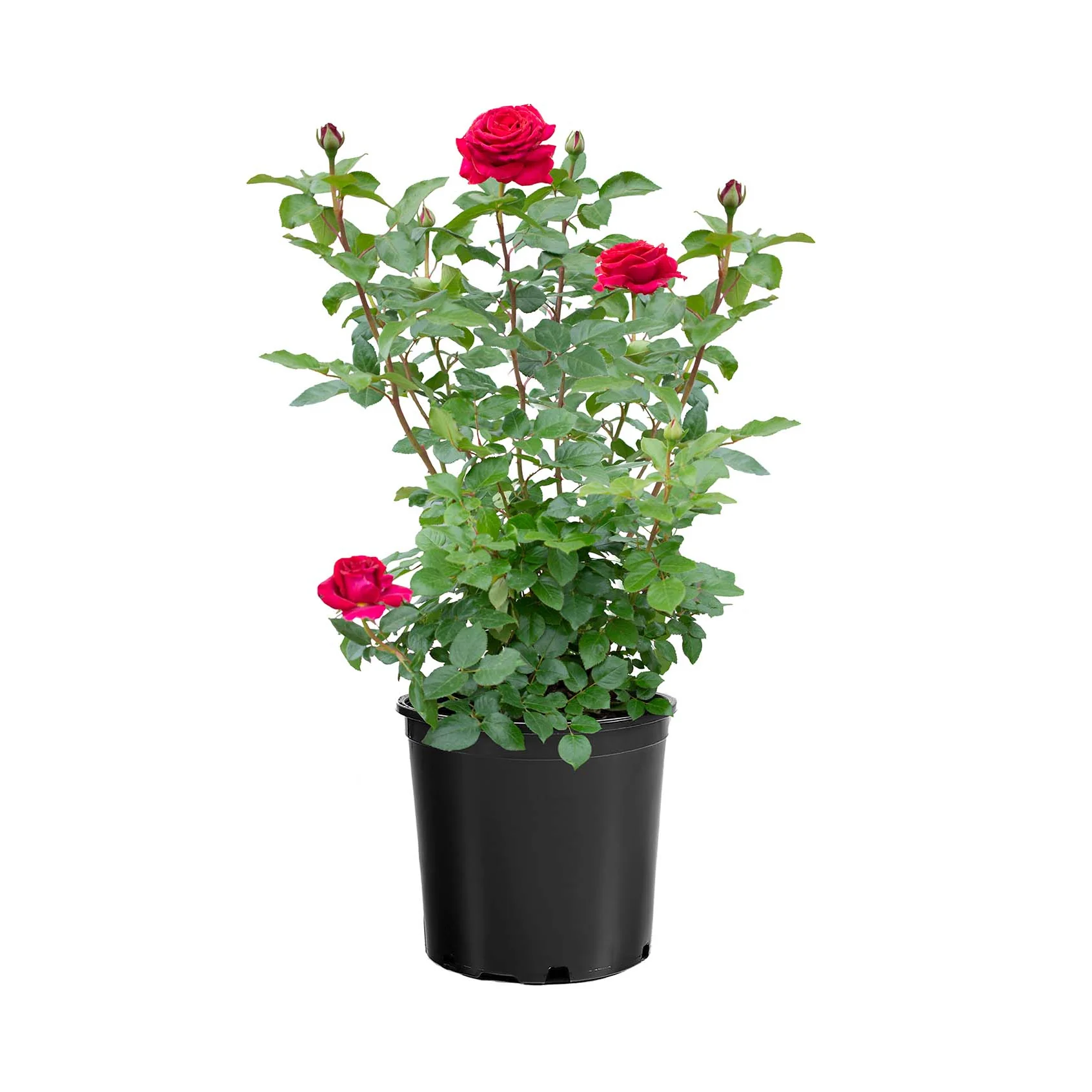 Stiletto™ Rose | Star® Roses - Image 2