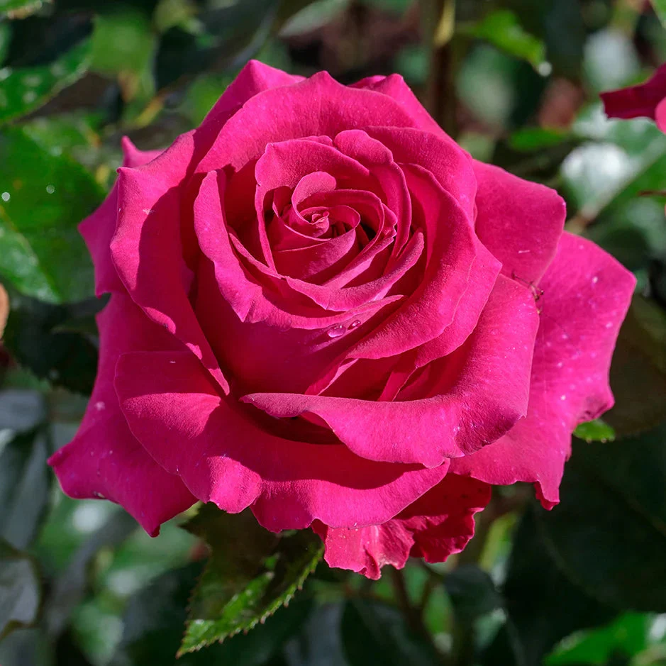 Stiletto™ Rose | Star® Roses - Image 3