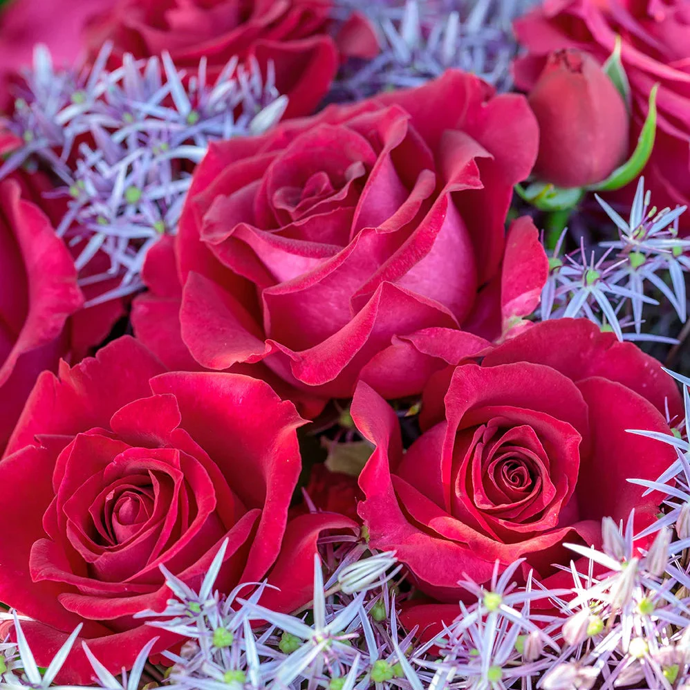 Stiletto™ Rose | Star® Roses - Image 4