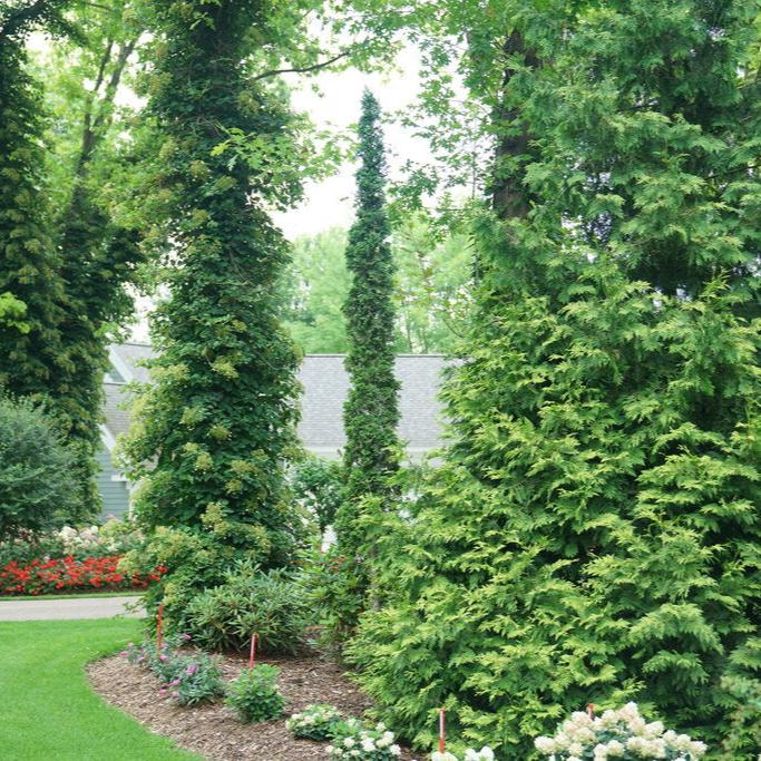 STING® Arborvitae