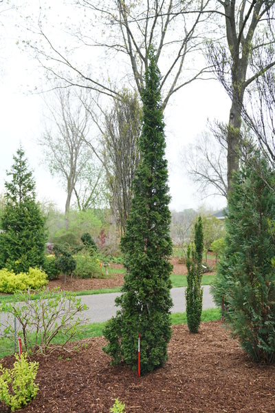 STING® Arborvitae - Image 2