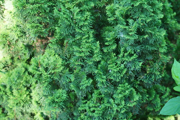 STING® Arborvitae - Image 3