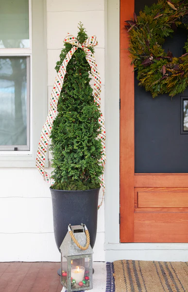 STING® Arborvitae - Image 4