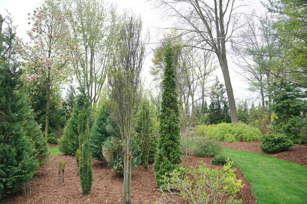 STING® Arborvitae - Image 5