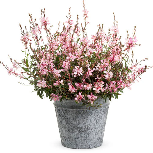 Stratosphere™ Pink Picotee Gaura | Proven Winners - Image 2