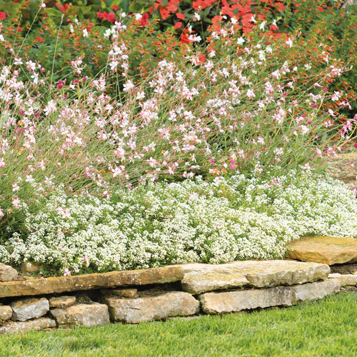 Stratosphere™ Pink Picotee Gaura | Proven Winners - Image 3