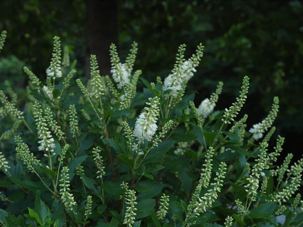 SUGARTINA® ‘Crystalina’ Summersweet - Image 4