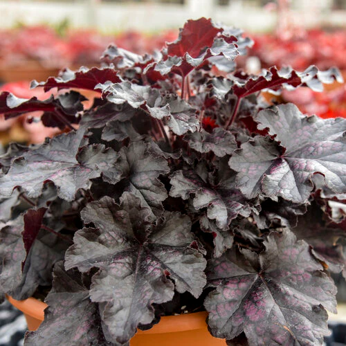Dolce® 'Sultry Night' Heuchera | Proven Winners®