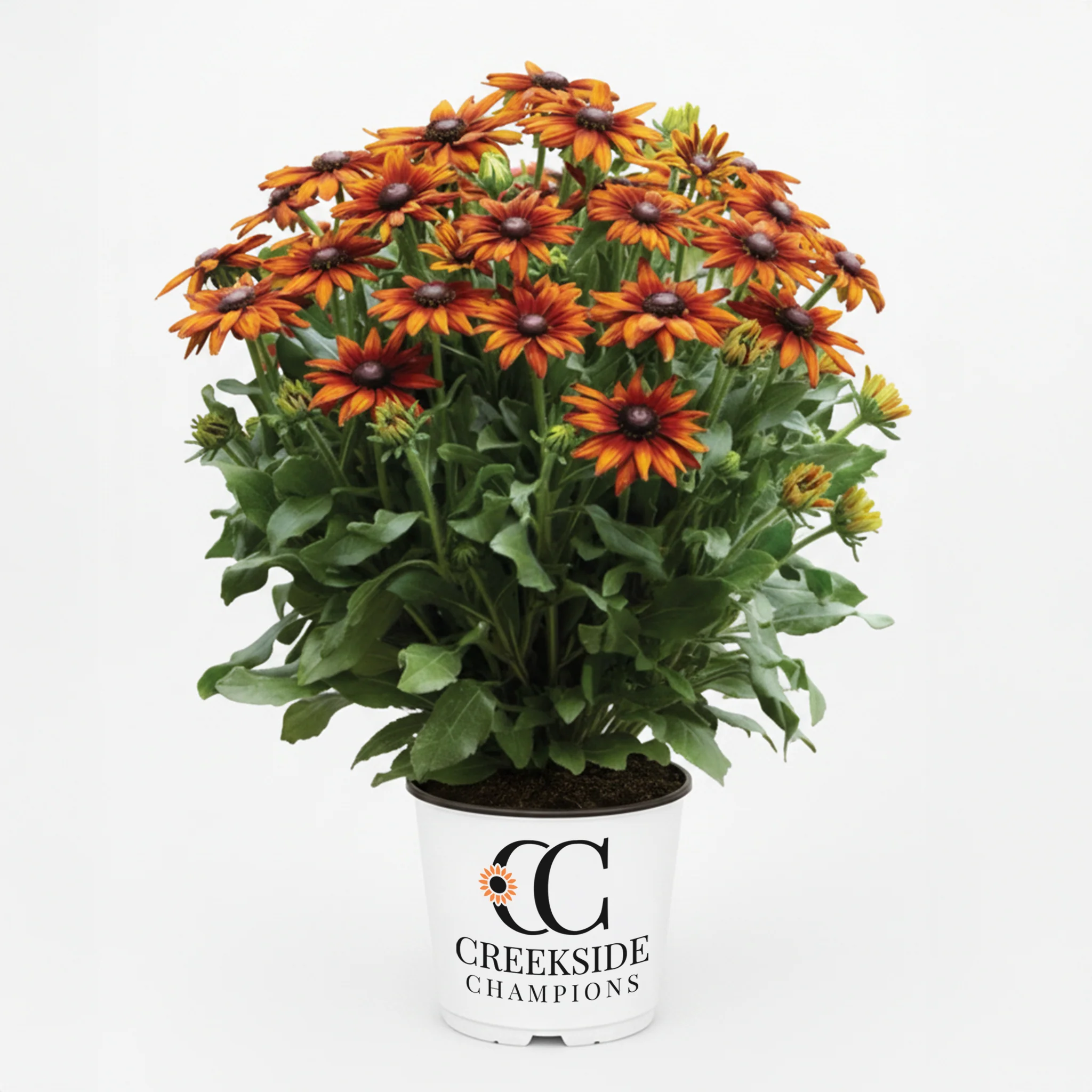 Summer Sienna' Rudbeckia | Creekside Champions™