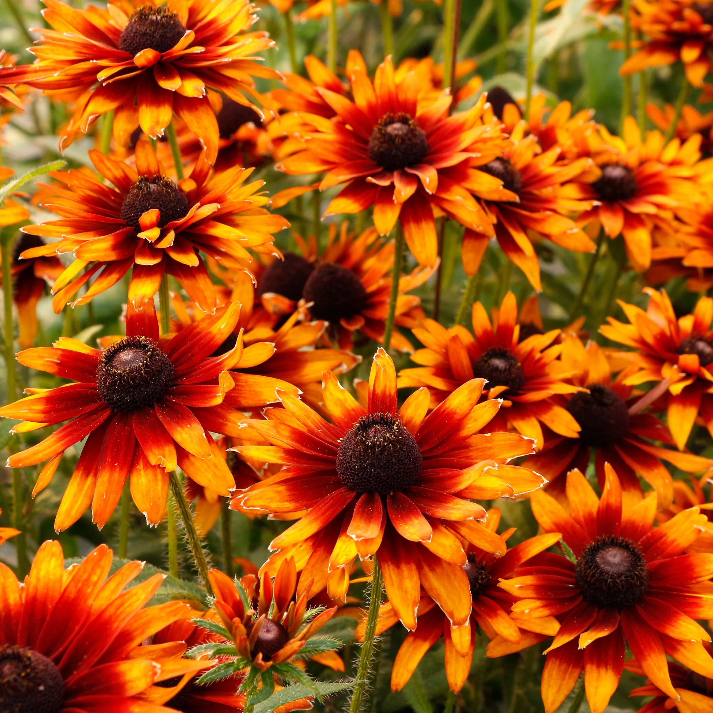 Summer Sienna' Rudbeckia | Creekside Champions™ - Image 2