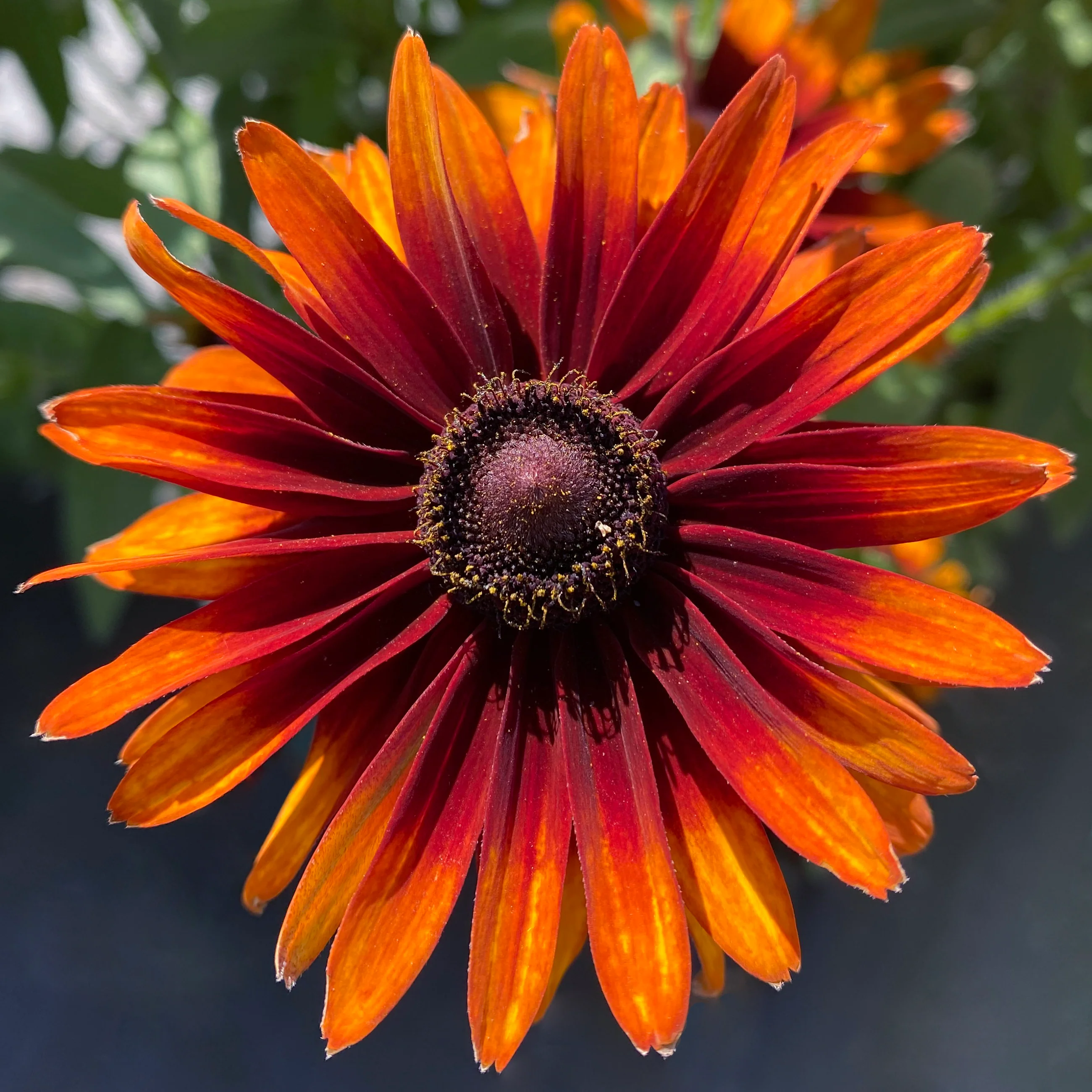 Summer Sienna' Rudbeckia | Creekside Champions™ - Image 3