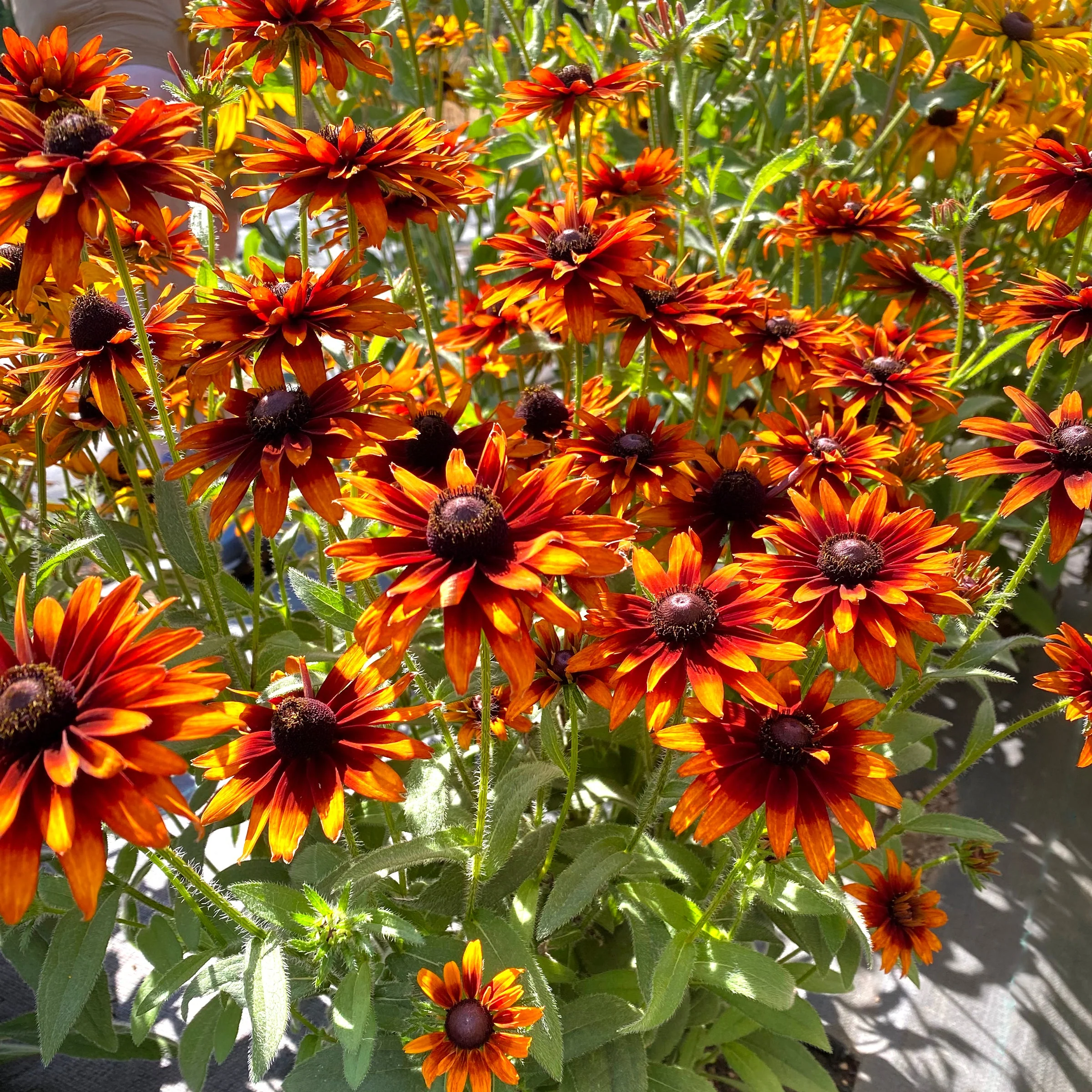 Summer Sienna' Rudbeckia | Creekside Champions™ - Image 4