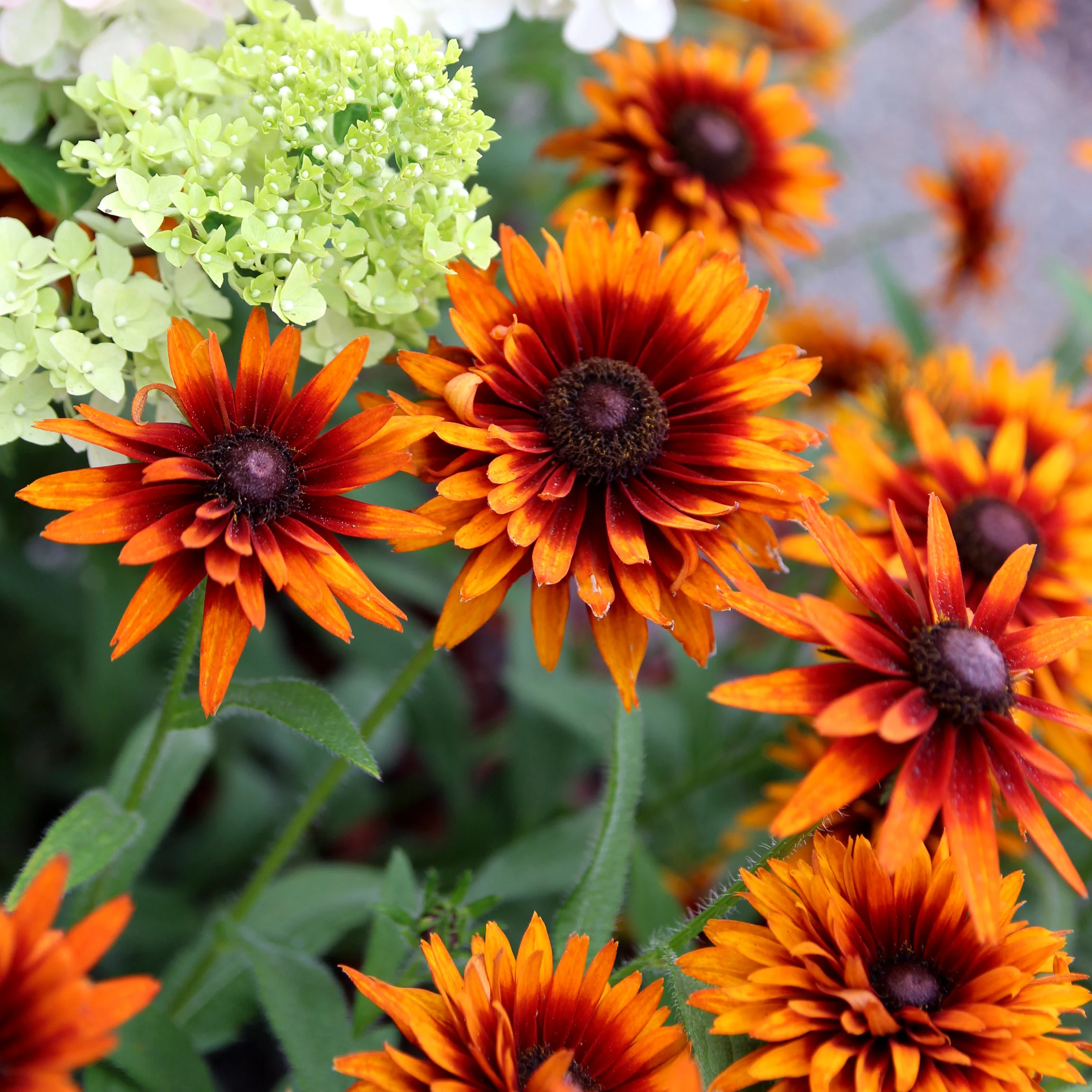 Summer Sienna' Rudbeckia | Creekside Champions™ - Image 5