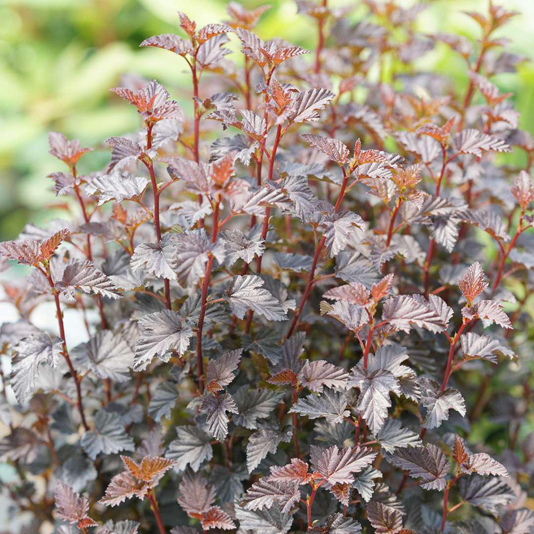 SUMMER WINE® Black Ninebark