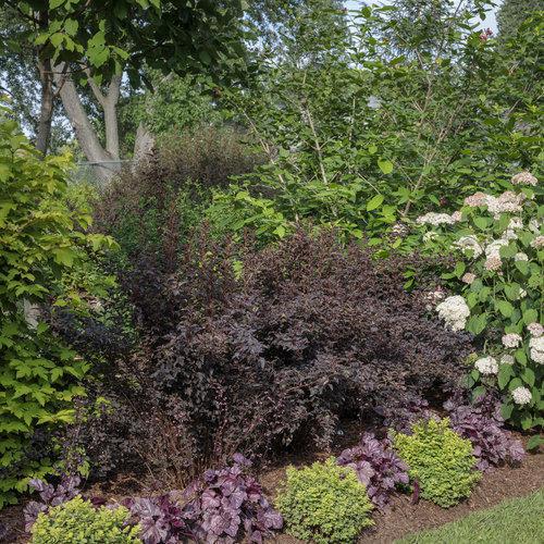 SUMMER WINE® Black Ninebark - Image 2