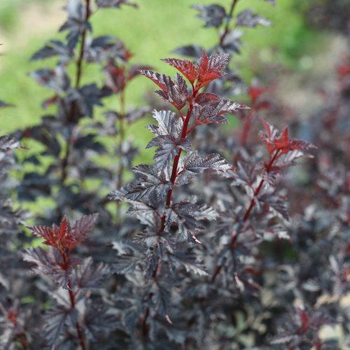 SUMMER WINE® Black Ninebark - Image 3