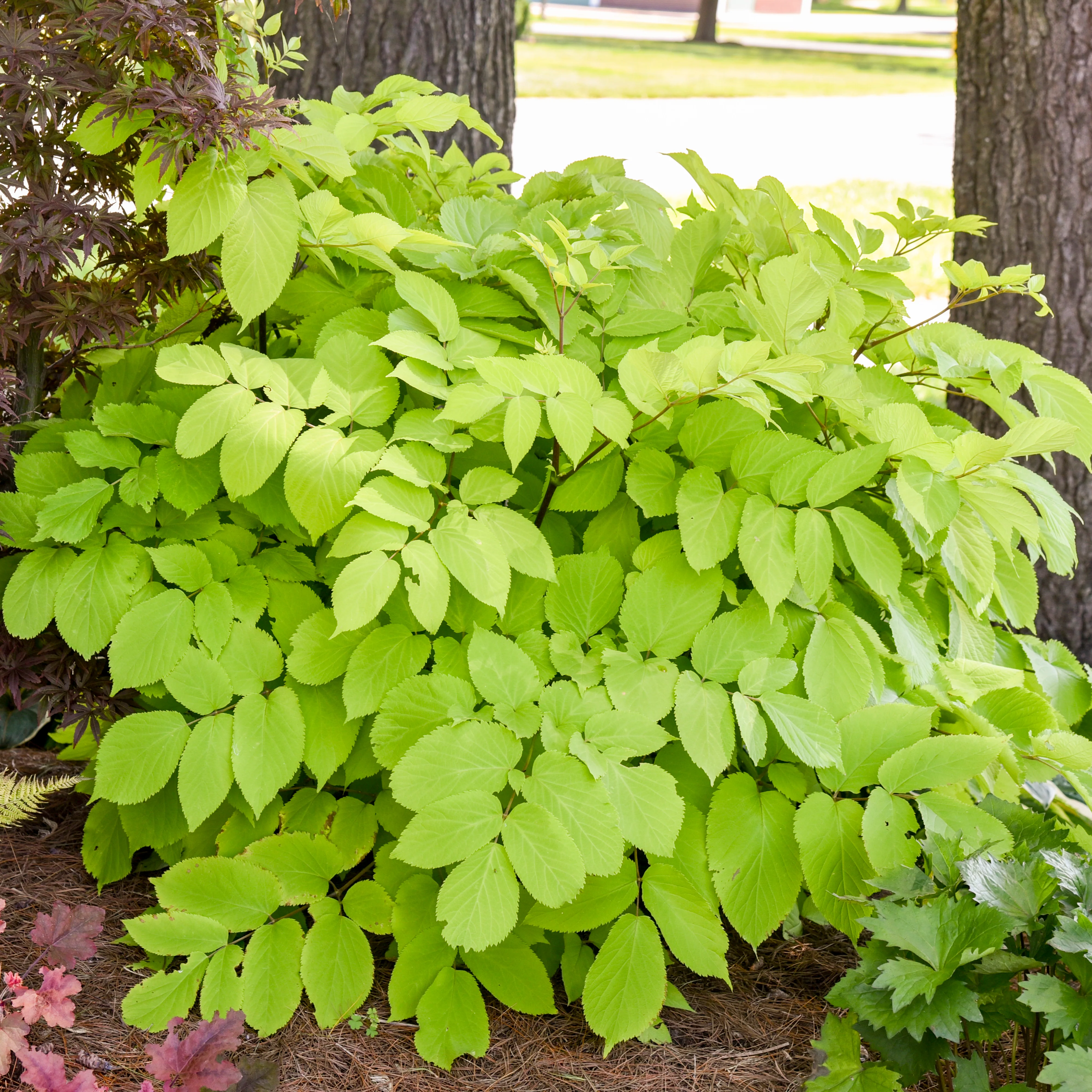 Sun King' Aralia | Creekside Champions™ - Image 3