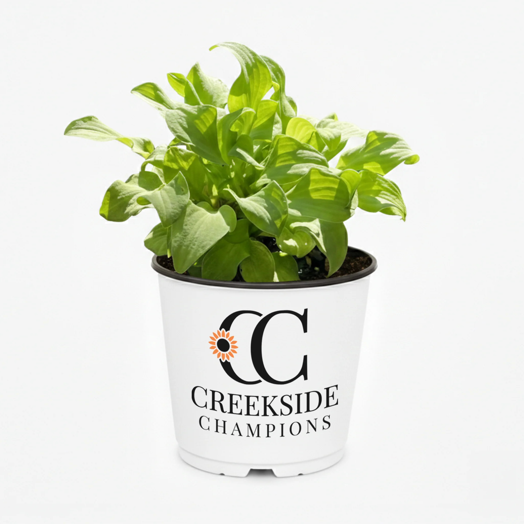 Sun Mouse' Hosta | Creekside Champions™