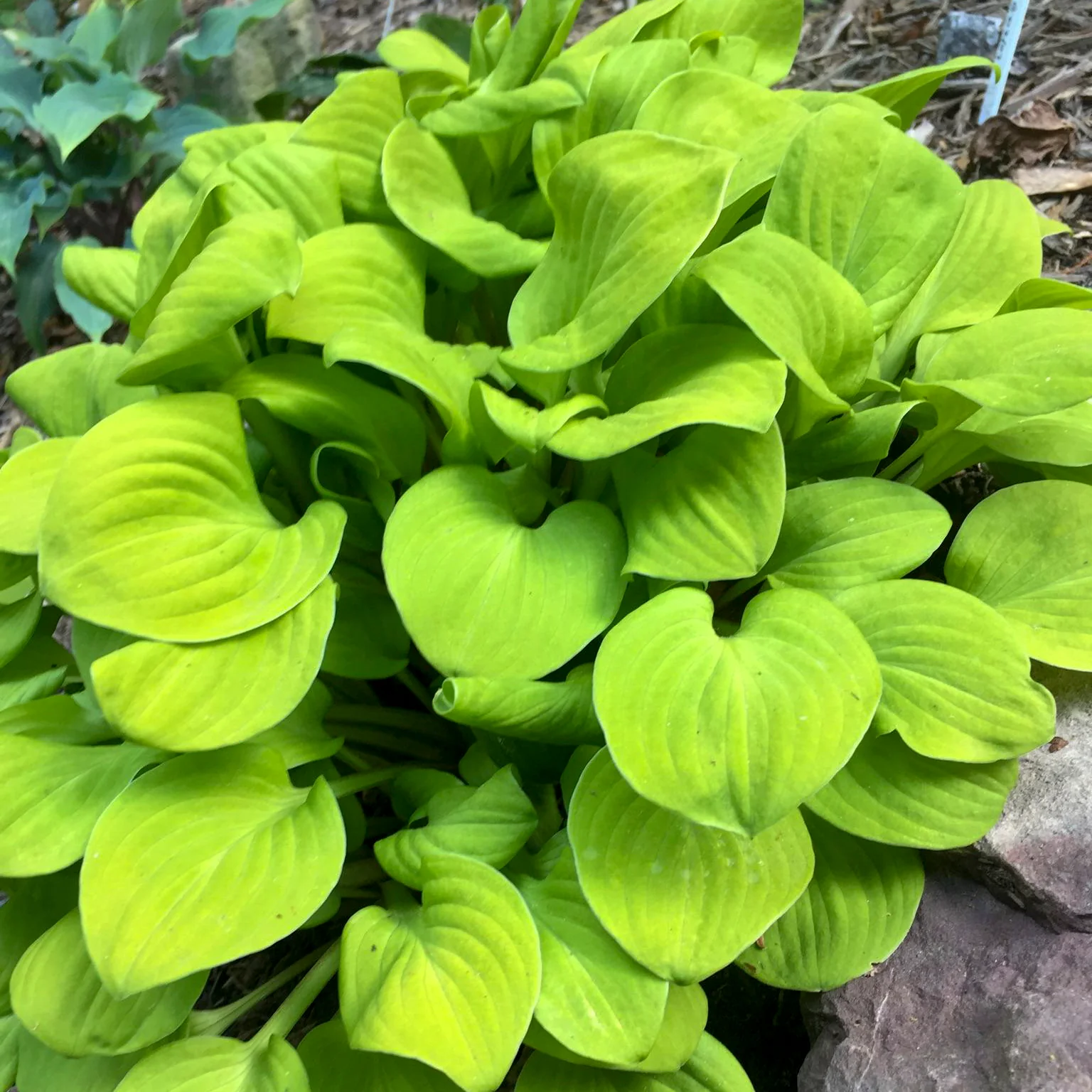 Sun Mouse' Hosta | Creekside Champions™ - Image 2