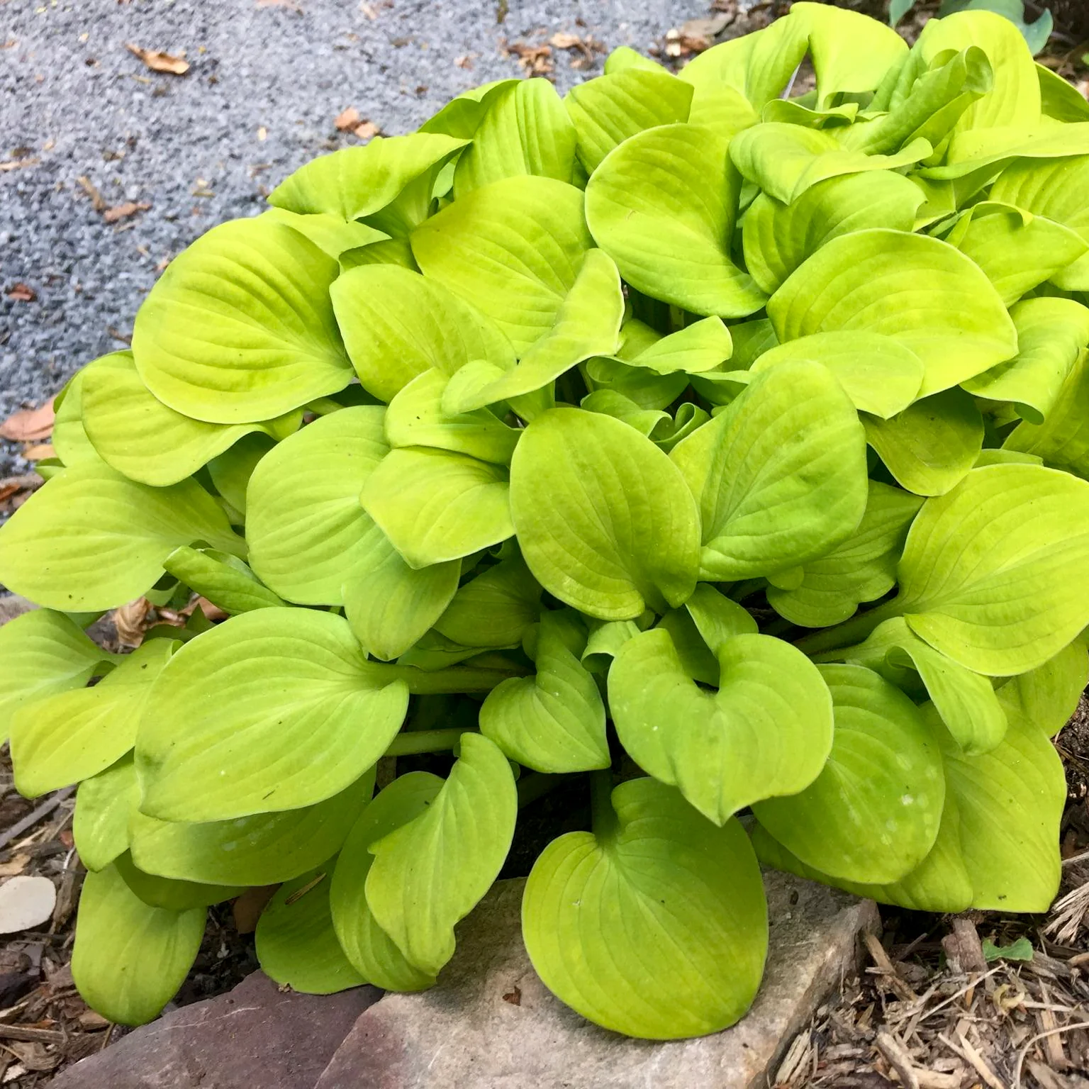 Sun Mouse' Hosta | Creekside Champions™ - Image 3