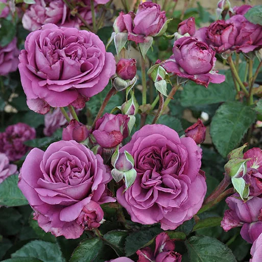 Sunbelt® Plum Perfect™ Rose | Star® Roses - Image 3