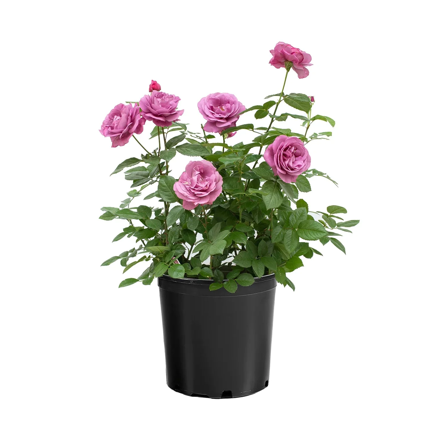 Sunbelt® Plum Perfect™ Rose | Star® Roses - Image 4