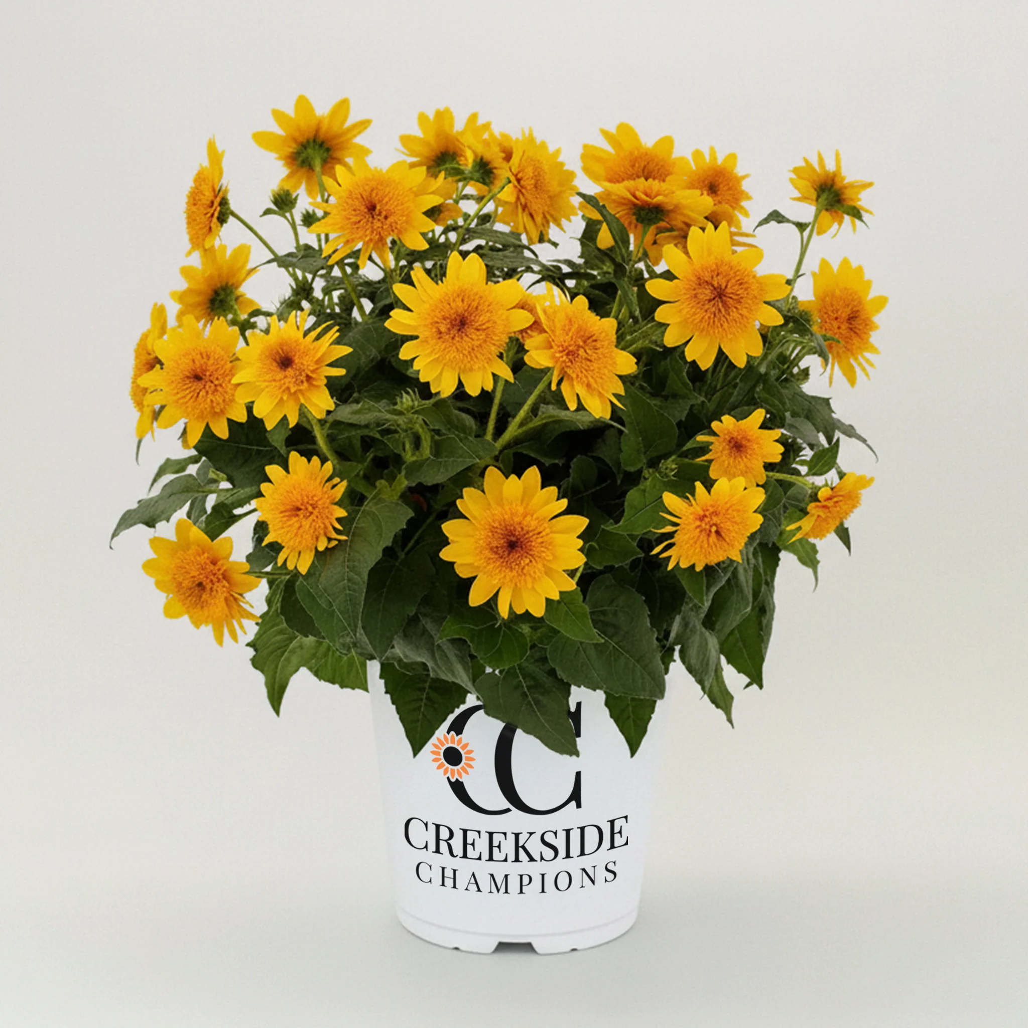 Sunfinity® Double Yellow Sunflower | Creekside Champions™