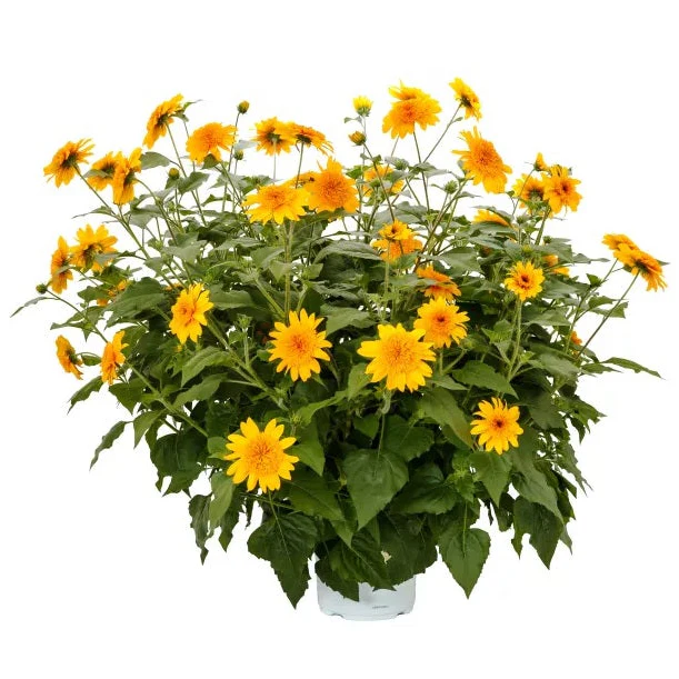 Sunfinity® Double Yellow Sunflower | Creekside Champions™ - Image 2
