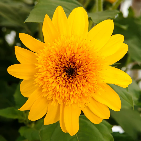 Sunfinity® Double Yellow Sunflower | Creekside Champions™ - Image 3