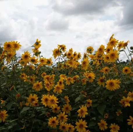 Sunfinity® Double Yellow Sunflower | Creekside Champions™ - Image 4